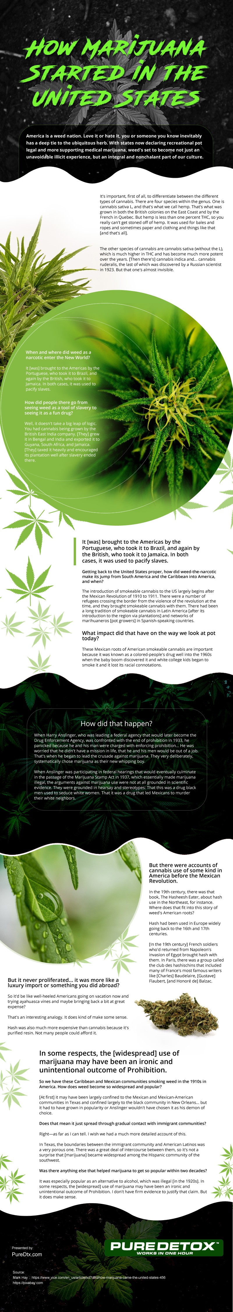 How Marijuana Started in the United States [infographic]